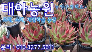 대아농원  다육이 구경해요!  기분 좋은 득템가 다육이들이 곳곳에 있어요~^^ 多肉植物 Korean succulents