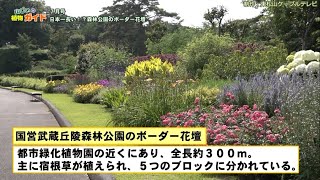 【公式】「山じぃの植物ガイド・ボーダー花壇」2022年7月号アーカイブ（国営武蔵丘陵森林公園）