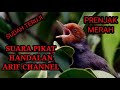 Suara pikat prenjak merah handalan arif channel