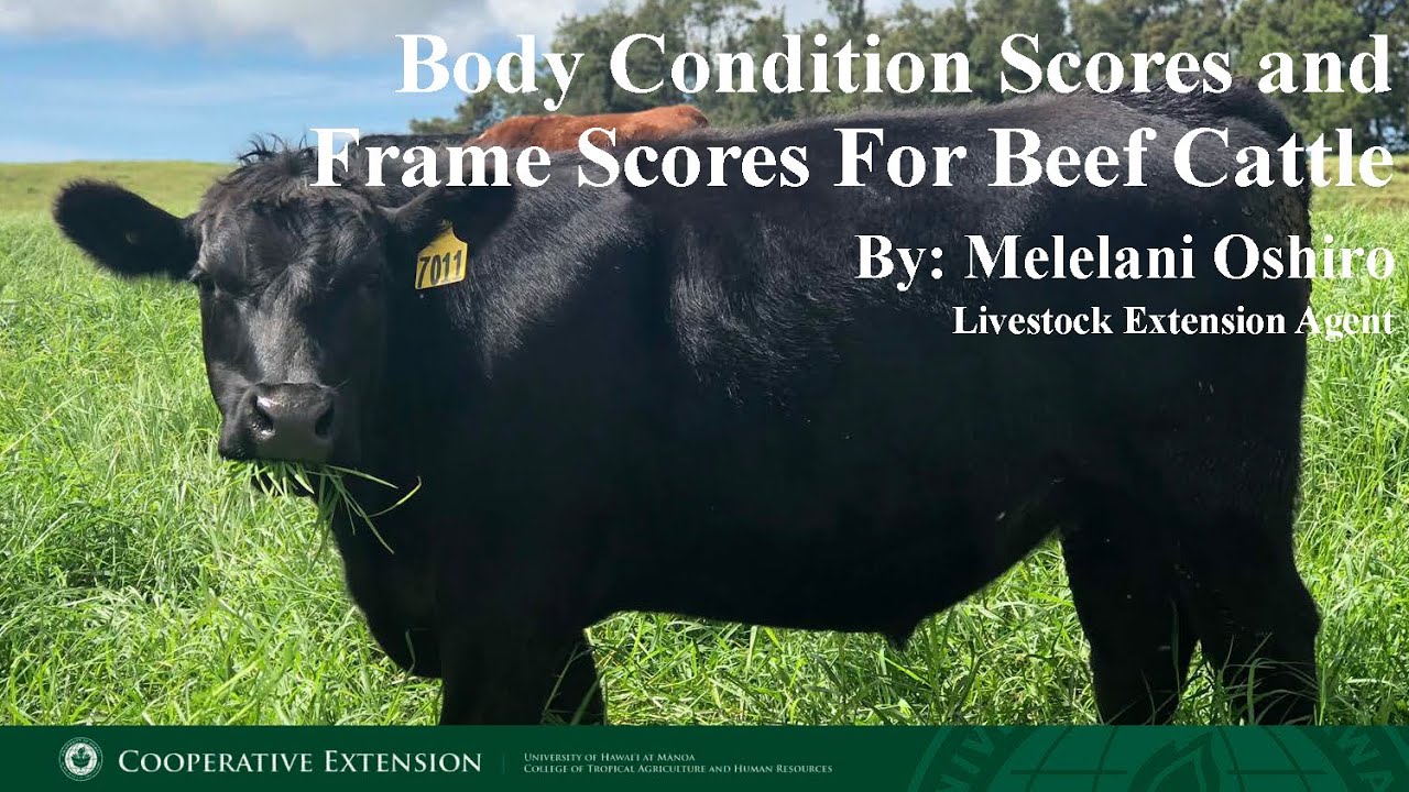 Body Condition Scores And Frame Scores For Beef Cattle - YouTube