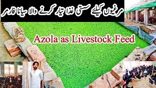 Smart Poultry Farmer Reducing Chicken Feed Cost | Azola Feed for Chickens | Raising 150 Chickens