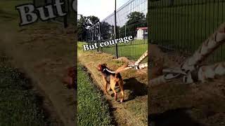 Doggy Wisdom #77: Fear Barks, Courage Walks