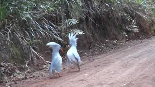 A Flightless bird from New Caledonia