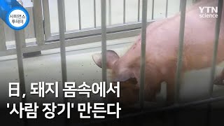 日, 돼지 몸속에서 '사람 장기' 만든다 / YTN 사이언스