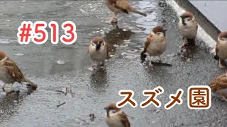 スズメさんの日常#513