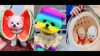 TikTokChóPhốcSócMini面白いとかわいいポメラニアンビデオ😍Tik Tok Chó Phốc Sóc Mini   Funny and Cute Pomeranian Videos 😍