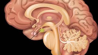 *FORCED* Get extremely small amygdala|Have extremely low activity in your amygdala