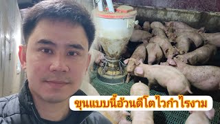 ขุนหมู (สุกร)ยังไงให้อ้วนและโตไว