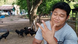 ไก่ 3-4 เดือน ทำไม่กินอาหารดีแต่ก็ยังผอม!! |ฟาร์มในไร่ FTJ Family