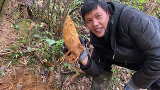 看到青鞭笋在两边，找对方法挖笋跟挖菜一样简单，分享挖笋技巧