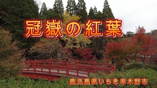 冠嶽神社付近の紅葉　2022年11月25日撮影 　鹿児島県いちき串木野市