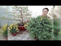 Đăng nhật trồng hoa trang trí cho ngôi nhà l plant flowers to decorate your home