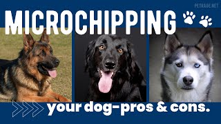 Microchipping Your Dog-Pros and Cons