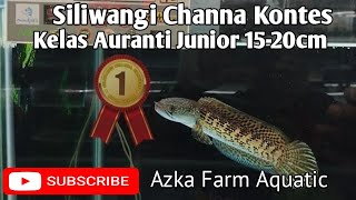 Peserta Kontes Channa Auranti  Junior 15-20cm dan Sang Juara 1 \u0026 2 di Kontes Siliwangi Channa Kontes