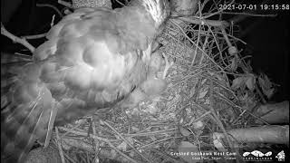 2021(7/1 烈鳳暴)大安森林公園鳳頭蒼鷹巢位直播回顧　Crested Goshawk Nest Cam, Daan Park, Taipei, Taiwan カンムリオオタカの子育て生中継