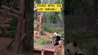 에버랜드 판다월드 아이바오🐼 20240530