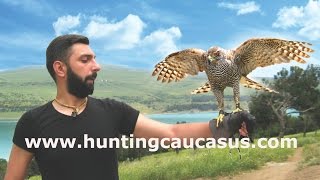 ქორით ნადირობა საქართველოში.Falconry hunting. Соколиная охота.