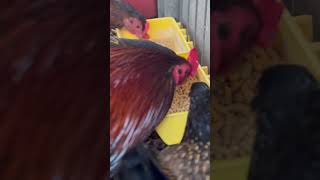 EL MEJOR ALIMENTO PA TUS  GALLINAS PA QUE PONGAN HUEVOS