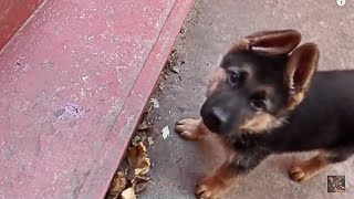 Amazing Puppy! УДИВИТЕЛЬНЫЙ ЩЕНОК  немецкой овчарки .Одесса.