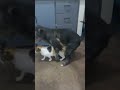 male dog and female cat mating