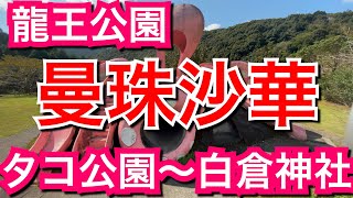 龍王公園/高知県佐川町【ウォーキング】曼珠沙華が咲き誇るタコ公園〜白倉神社