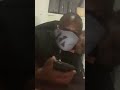Madam Boss and Mhofu angry at Mambo's Chicken