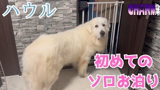 【一人旅】初めてのソロお泊りはビビり散らかしてます【Great Pyrenees】