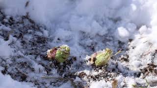 雪の精【蕗の薹】