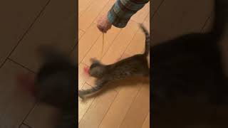 子猫のぐるぐる🌀🌀🌀