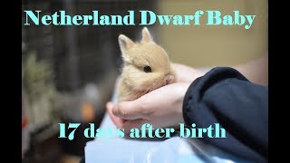 NetherlandDwarf babyが産まれました♡ うさぎの赤ちゃんの成長Diary　生後17日目