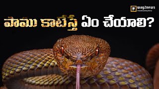 పాము విషం ఎలా పనిచేస్తుంది || Way2News