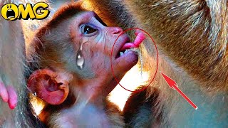 OMG...! God..He.lp/...Young Monkey Trying to drink milk/...so adorable baby  lily.../... Monkey Leo.