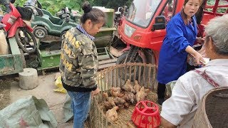 菊子懷上二胎，雯雪媽媽去集市買雞苗，養大了給她打三招【90後寶媽雯雪】