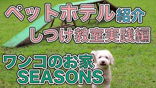 ワンコのお家SEASONS🐶ペットホテル紹介🐶しつけ教室