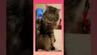 Cat Decision maker: the answer is no in most cases #kitten #cats #kitty #yt #shorts