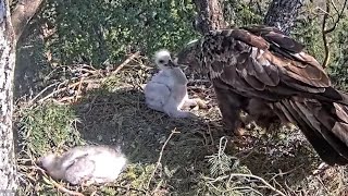 Kaljukotkas 2 | Golden Eagle | Eagles Mom arrive to feed little eaglet | May 27, 2024