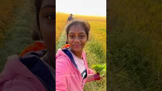 మా పొలం #shorts with #family #food #farming ￼