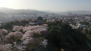 2021年3月31日　彦根城　桜満開