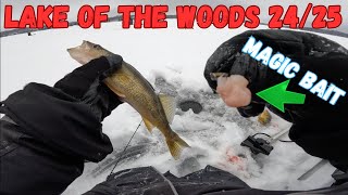 2024/2025 Perch + Walleye Harvest on Lake of the Woods