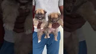 Mini type pom puppies || 3000 only || 7994411939 || Kerala ||#plantorium