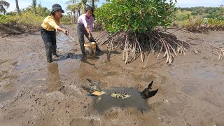 Wow Two Brave Women Catch Big Mud Crabs In Muddy after Water Low Tide