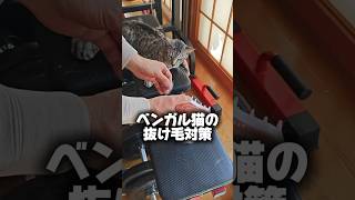 【猫動画】ベンガル猫の抜け毛対策　#cat  #cats #shorts #猫 #ねこ