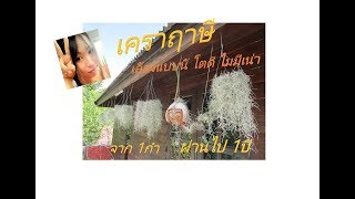 การปลูกและขยายพันธุ์พืช Ep.6  เคราฤาษี เลี้ยงแบบนี้โตดีไม่มีเน่า