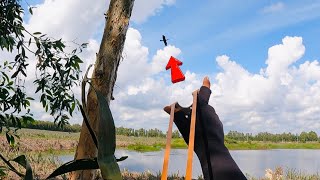 Slingshot M72 - Săn Hàng Bay Black Cùng Ae || Slingshot to shoot flying birds