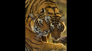 Ranthambore National Park zone-4