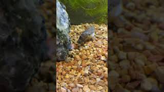 Hairy puffer eating live worm (natural diet) part 2