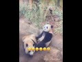 panda imut dan gemes #shortvideo #shorts #funny