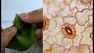 Stomatal Peel | Leaf epidermal peel Preparation