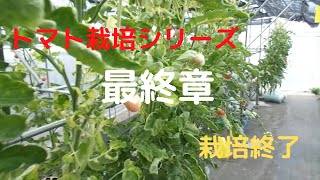 【トマト水耕栽培】トマト栽培シリーズ・最終章