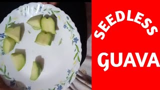 seedless guava #guava #guava new variety #ବିନା ମଞ୍ଜି ଵାଲା ପିଜୁଳି @saanvi nursery 7978005782